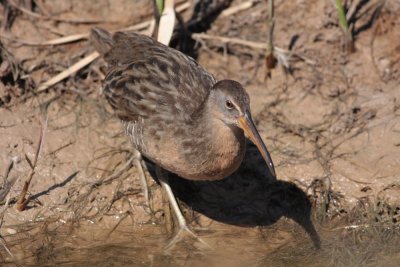 Clapper Rail
