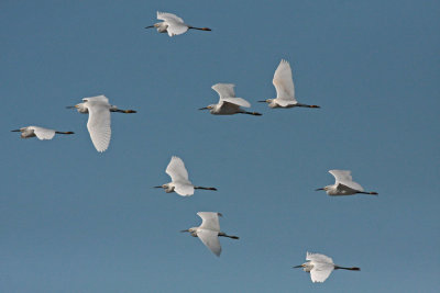 Snowy Egrets