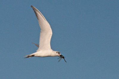 Gull-billed Terns