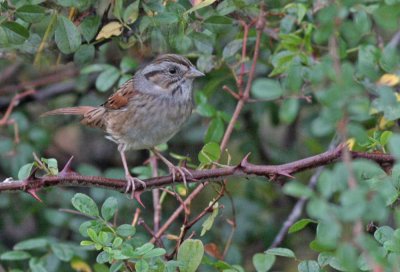 Swamp Sparrow