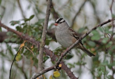 White-crowned Sparrow