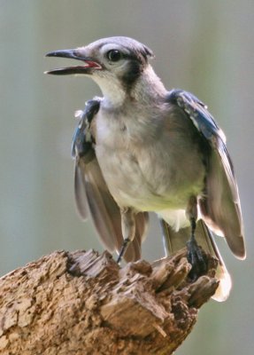 Blue Jay