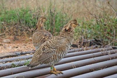 Attwater's Prairie-Chickens