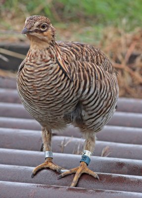 Attwater's Prairie-Chicken