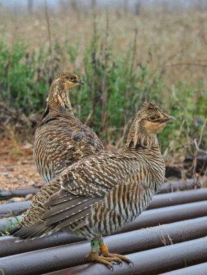 Attwater's Prairie-Chickens