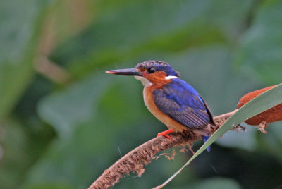 Madagascar Malachite Kingfisher