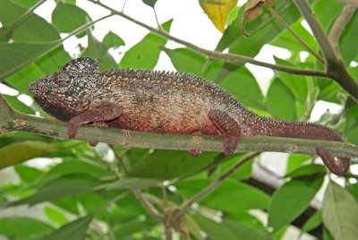 Chameleons, Geckoes, and other Lizards of Madagascar