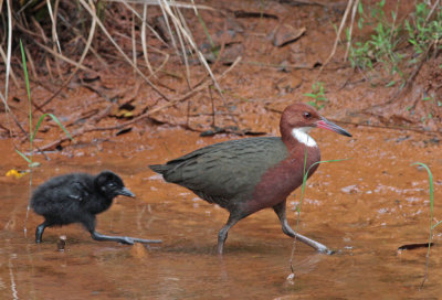 White-throated Rail