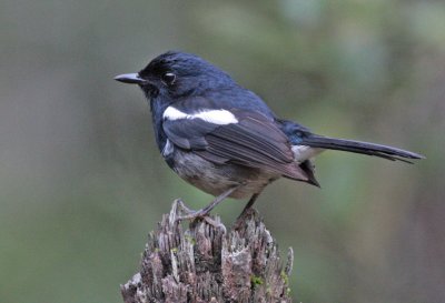 Madgascar Magpie-Robin