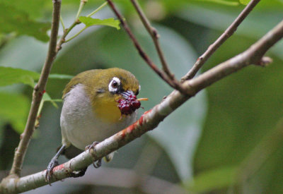 Madagascar White-eye