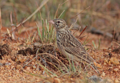 Madagascar Bush Lark