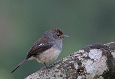 Madagascar Magpie-Robin