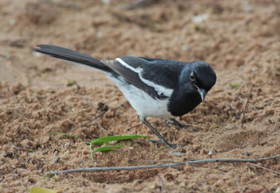 Magpie-Robin