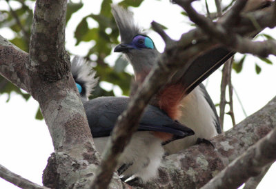 Crested Coua