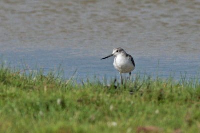 Other Sandpipers