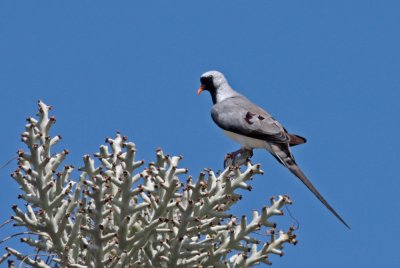 Madagascar Namaqua Dove
