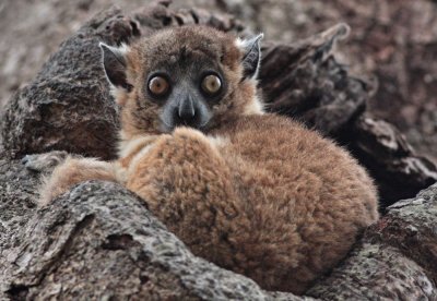 Lemurs