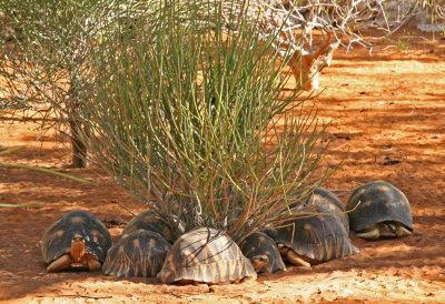 Madagascar Tortoises