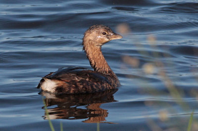 Pied-billed Grebe