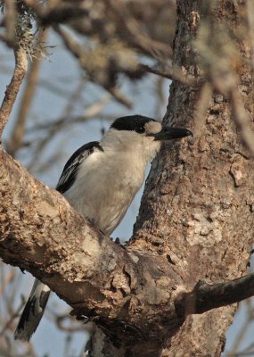 Hook-billed Vanga