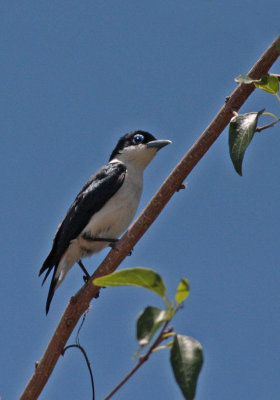 g1/80/793480/3/107628747.6rlt9vq6.jpg