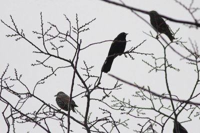 European Starling and Red-winged Blackbirds