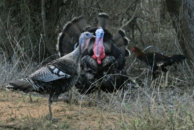Thanksgiving Day! (Domestic Turkeys)