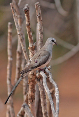 Namaqua Dove