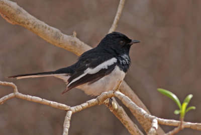 Madagascar Magpie-Robin