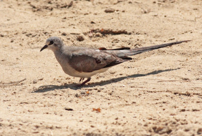 Namaqua Dove