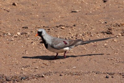 Namaqua Dove