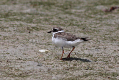 Common Ringed Plover