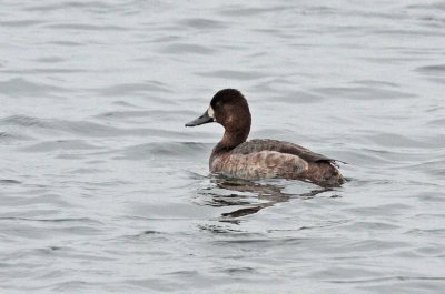 Lesser Scaup