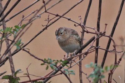 Grasshopper Sparrow