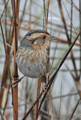 Nelson's Sparrow