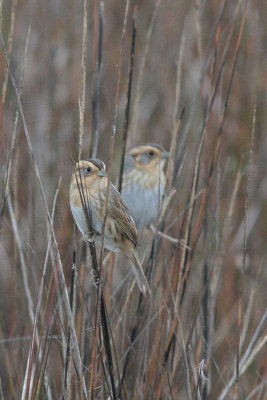 Nelson's Sparrow