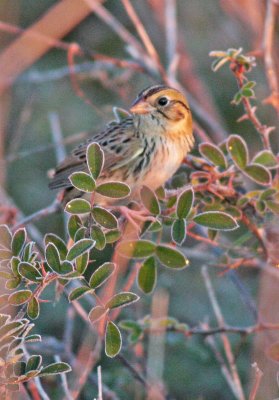 Henslow's Sparrow