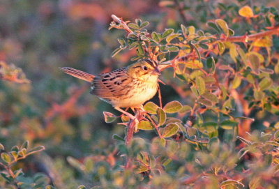 Henslow's Sparrow