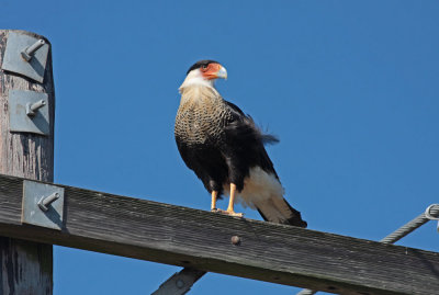 Crested Caracara