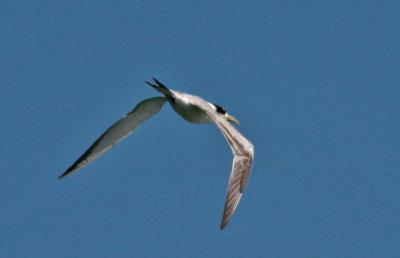 Greater Crested Tern (for ID)