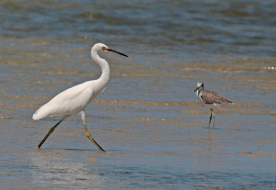 Dimorphic Egret with Common Greenshank