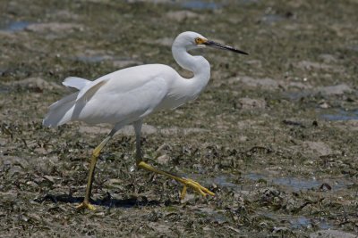 Dimorphic Egret