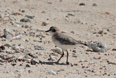 Other Plover