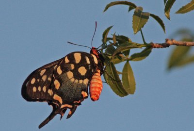 Butterflies, Dragonflies and Moths of Madagascar