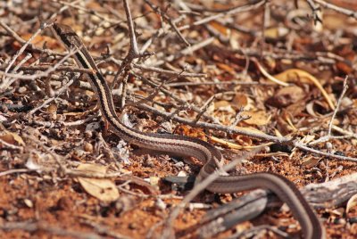 Snake (Madagascar)