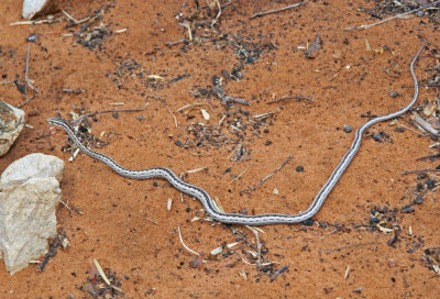 Snake (Madagascar)