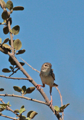 Madagascar Cisticola