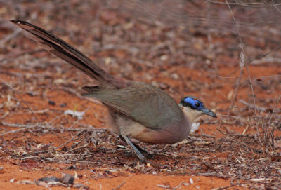 Red-capped Coua