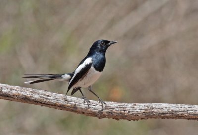 Madagascar Magpie-Robin