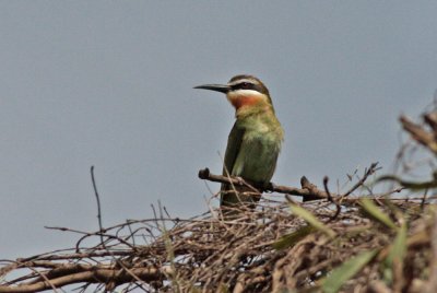 Madagascar Bee-eater